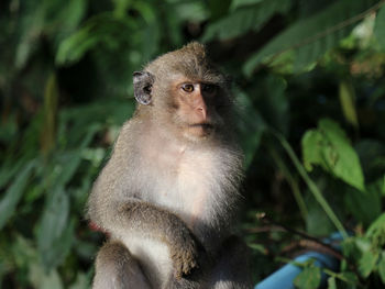 Monkey on leaf