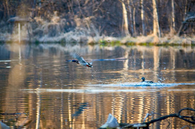 Mallard duck flying over lake