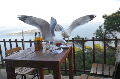 Seagulls on table against sea