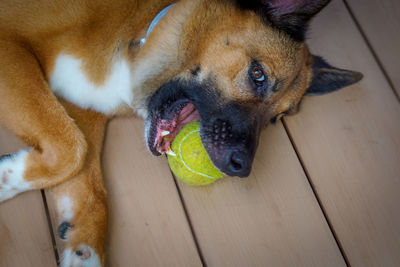 High angle view of dog lying down on wooden floor