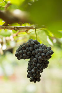 Close-up of grapes growing in vineyard