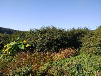 Plants growing on land against clear sky