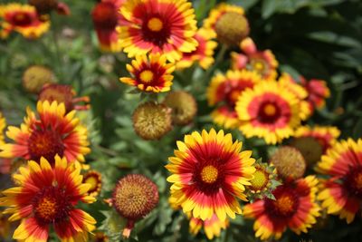 Close-up of yellow flowers blooming outdoors