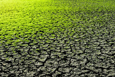 Full frame shot of plants growing on field