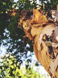 Close-up of autumn tree