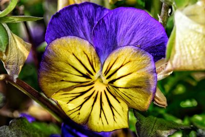 Close-up of purple iris blooming outdoors