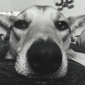 Close-up portrait of a dog