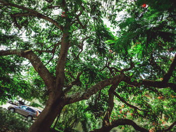 Low angle view of trees in forest