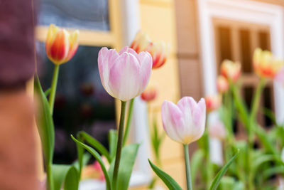 Close-up of pink tulips