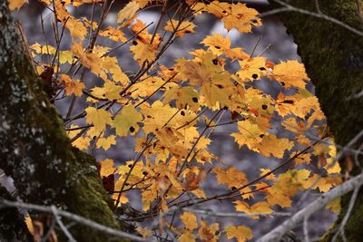 Close-up of yellow maple leaves on tree