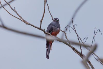 Close-up of bird perching on branch against clear sky