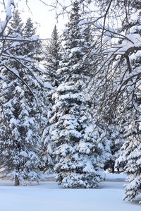 Snow covered trees in forest