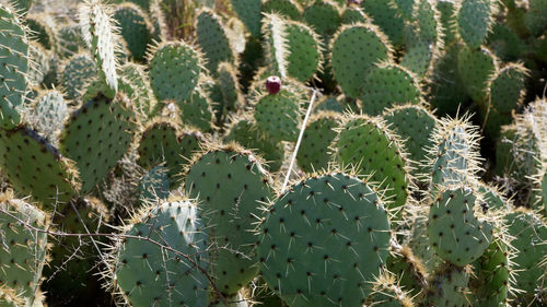 Full frame shot of cactus