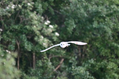 Bird flying in the sky