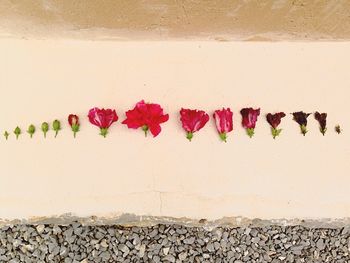 Close-up of red flowers against wall