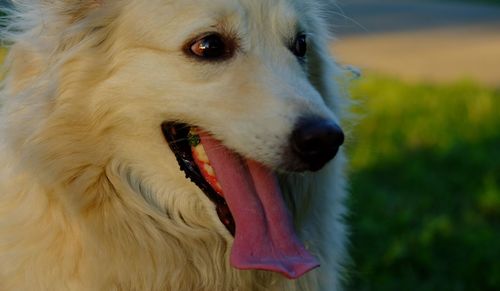 Close-up of dog looking away