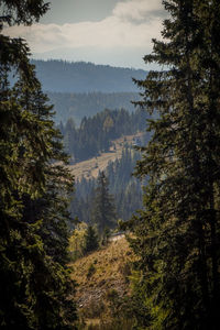 Scenic view of forest against sky