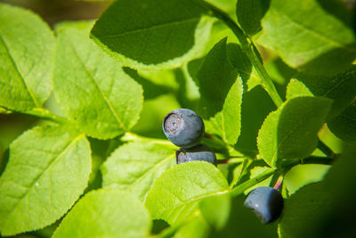 Beautiful closeup of a blueberry growing in the forest. wild food in summer. ecological food.
