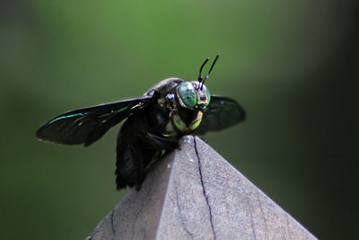 Close-up of insect