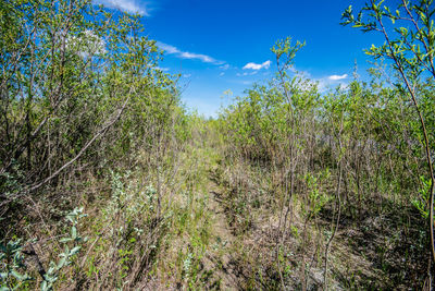 Plants growing in forest against blue sky