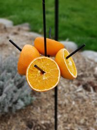 High angle view of orange fruit