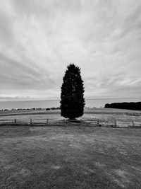 Trees on field against sky