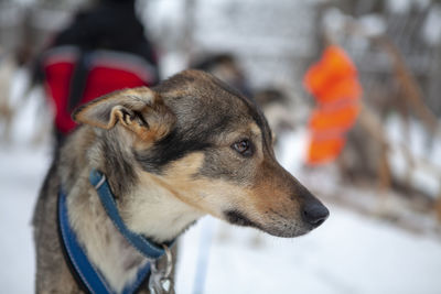 Close-up of dog looking away