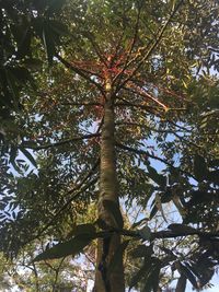 Low angle view of tree in forest