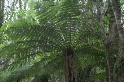 Low angle view of bamboo trees in forest