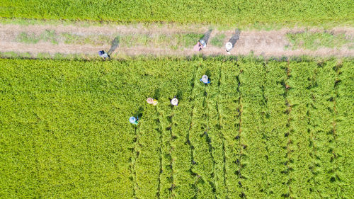 High angle view of rice field