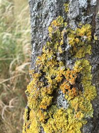 Close-up of moss growing on tree trunk