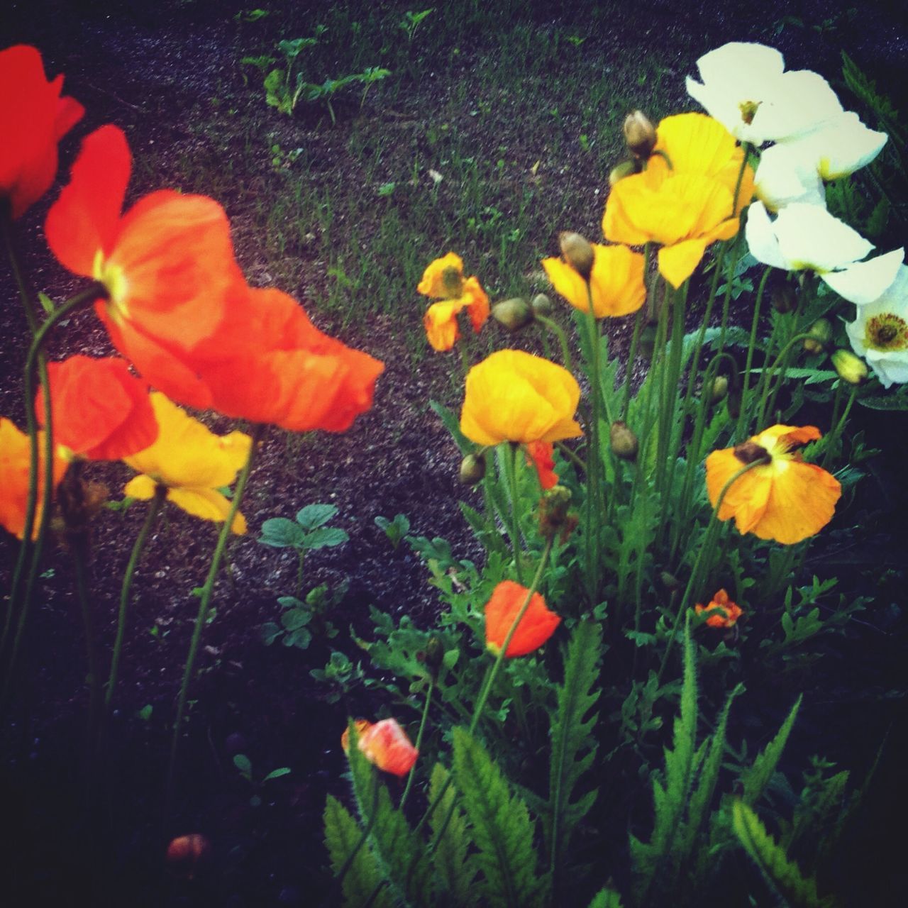 flower, freshness, petal, fragility, growth, beauty in nature, flower head, blooming, plant, nature, field, tulip, in bloom, yellow, high angle view, stem, leaf, blossom, no people, outdoors