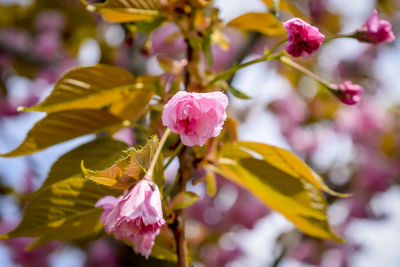 Close-up of pink flowering plant