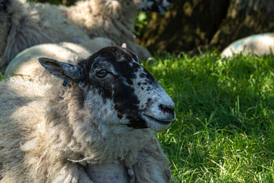 Four week old lambs and sheep low angle view portrait in green grass field