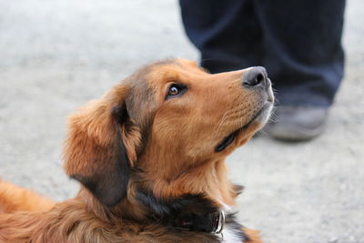 Close-up of dog looking away