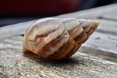 Close-up of shell on table