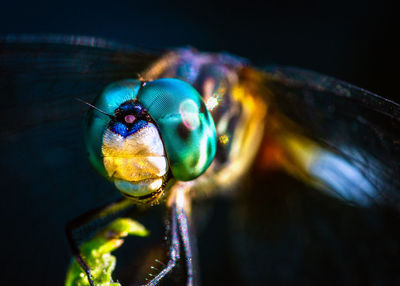 Macro shot of fly on leaf