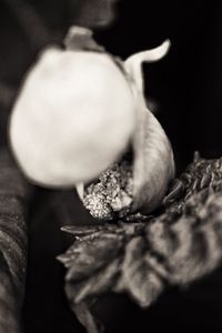 Close-up of flower