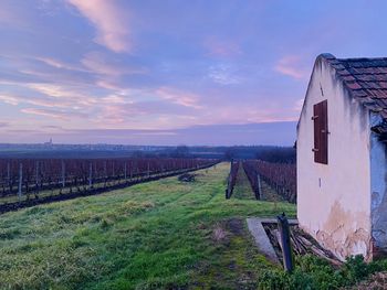 House on wine field against sky during sunrise