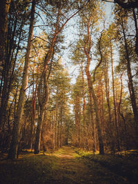 Trees in forest during autumn