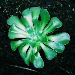 Close-up of plant