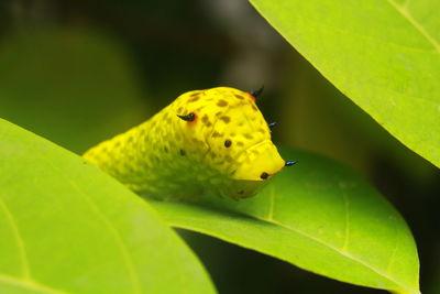 Close-up of insect on leaf
