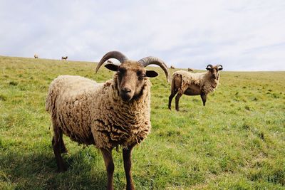 Sheep standing in a field