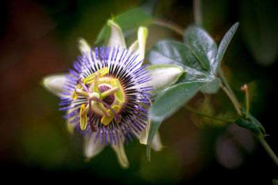 Close-up of purple flowering plant