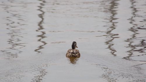 Duck swimming in lake