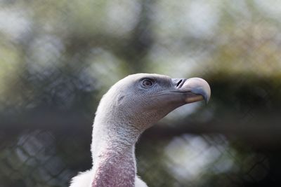 Close-up of bird looking away at zoo