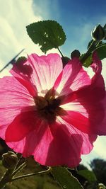 Close-up of pink hibiscus flower