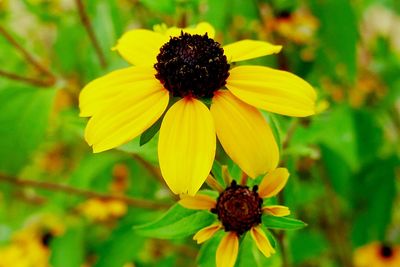 Close-up of yellow flower