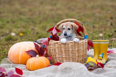 Dog looking away while sitting on wicker basket