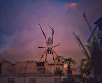 Close-up of spider on plant against sky